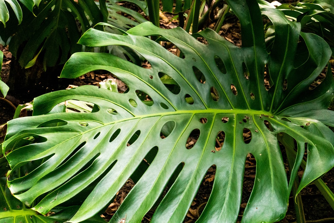 5 Common Mistakes with Monstera, Philodendron & Anthurium Care (And How to Avoid Them)