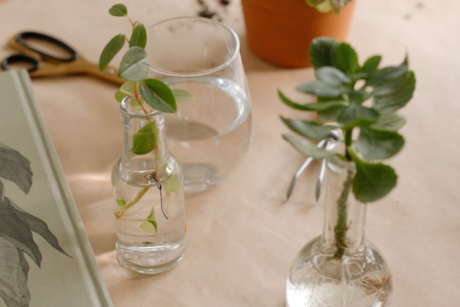 5 Common Mistakes with Water Propagation, Lecca & Root Rescue (And How to Avoid Them)