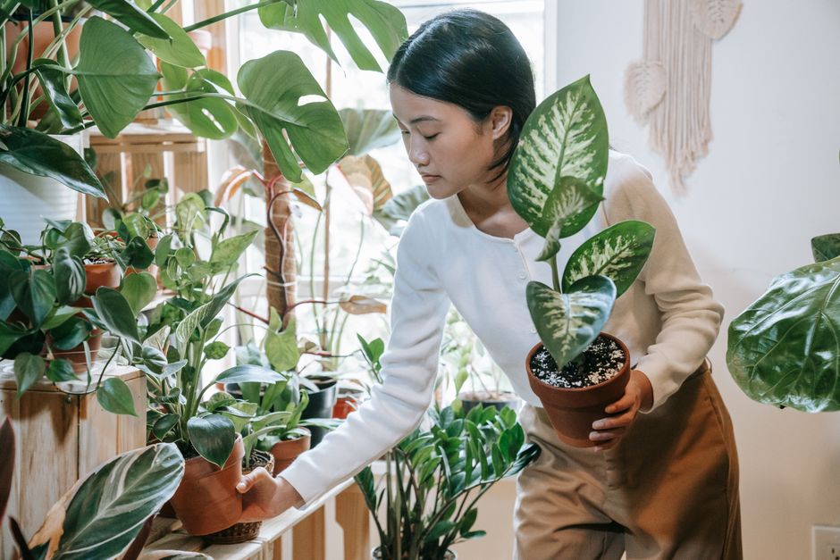 A Realistic Routine for Grow Lights, Humidity & Seasonal Lighting That Fits a Busy Life
