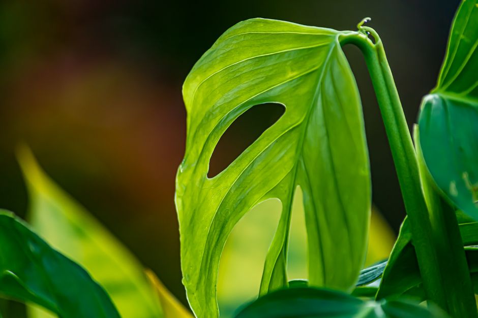 A Realistic Routine for Monstera, Philodendron & Anthurium Care That Fits a Busy Life