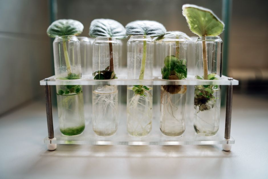 A Realistic Routine for Water Propagation, Lecca & Root Rescue That Fits a Busy Life