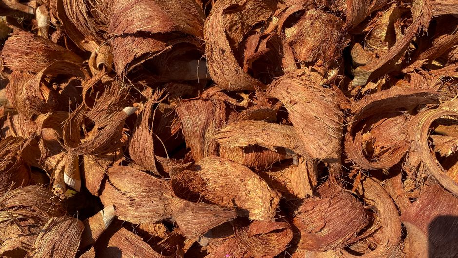 Common Myths About Aroid Soil Mixes, Perlite & Orchid Bark I Stopped Believing