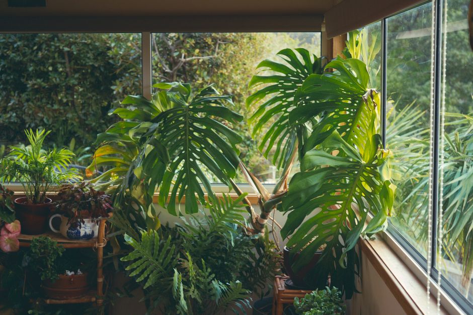 Common Myths About Grow Lights, Humidity & Seasonal Lighting I Stopped Believing