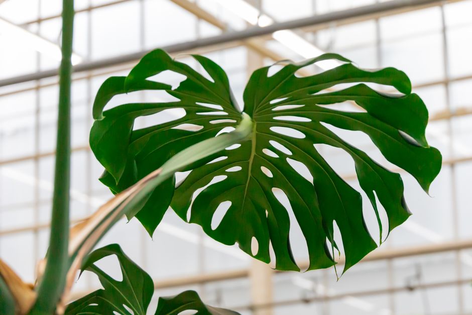 Common Myths About Monstera, Philodendron & Anthurium Care I Stopped Believing