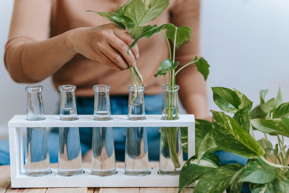 Common Myths About Water Propagation, Lecca & Root Rescue I Stopped Believing