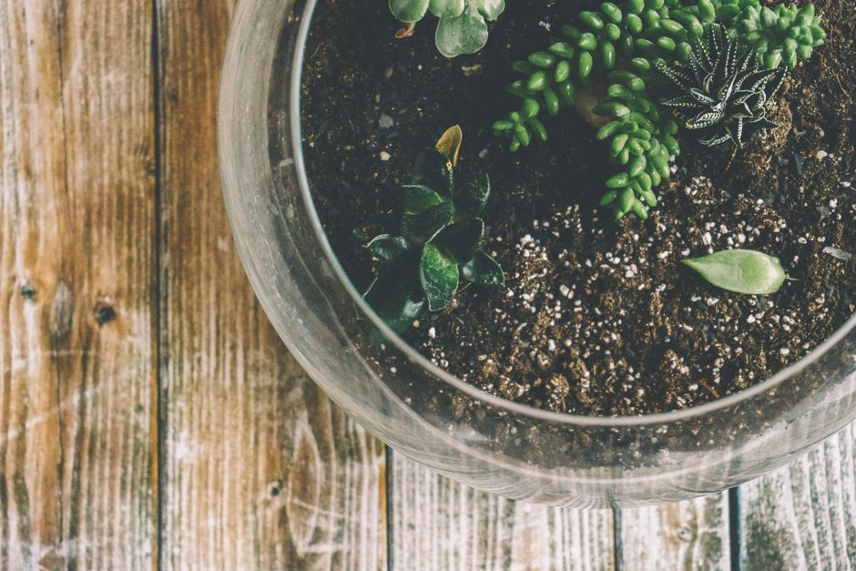 How Much Does Aroid Soil Mixes, Perlite & Orchid Bark Really Cost in 2026? Budget & Gear