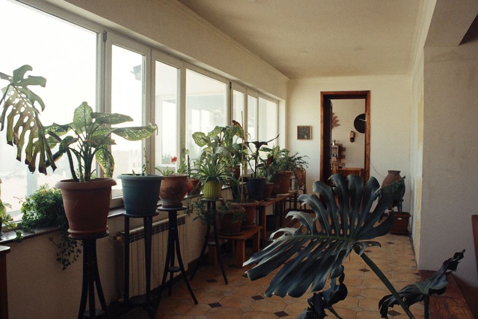 How Much Does Grow Lights, Humidity & Seasonal Lighting Really Cost in 2026? Budget & Gear