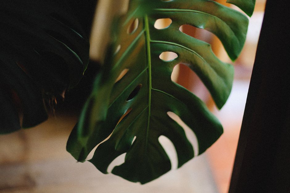 How Much Does Monstera, Philodendron & Anthurium Care Really Cost in 2026? Budget & Gear