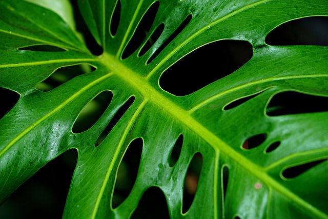 Monstera, Philodendron & Anthurium Care vs Alternatives : My Honest Hands-On Comparison