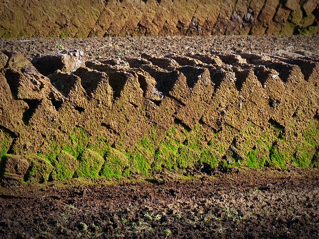 My Field Guide to Aroid Soil Mixes, Perlite & Orchid Bark : What Actually Works
