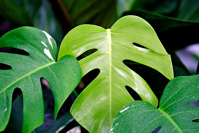 My Field Guide to Monstera, Philodendron & Anthurium Care : What Actually Works