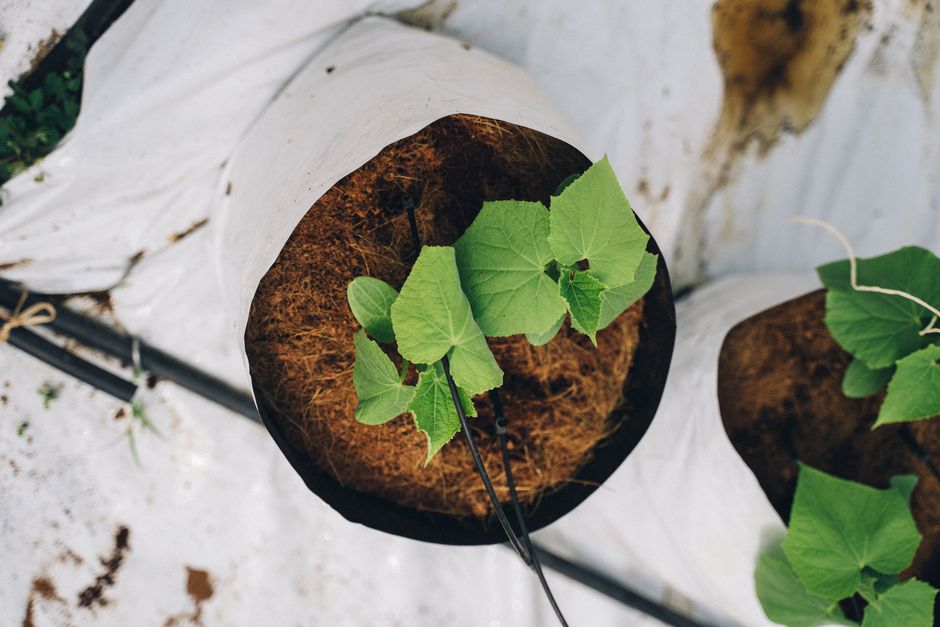 My Golden Rules for Aroid Soil Mixes, Perlite & Orchid Bark That Never Let Me Down