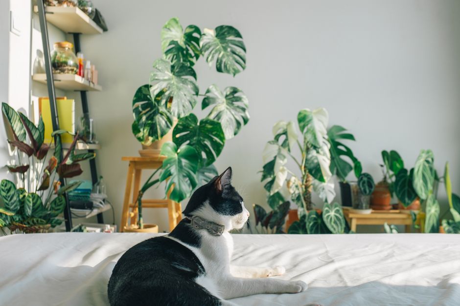 My Golden Rules for Grow Lights, Humidity & Seasonal Lighting That Never Let Me Down