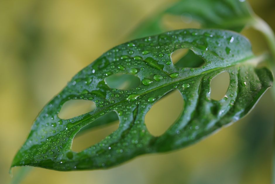 My Golden Rules for Monstera, Philodendron & Anthurium Care That Never Let Me Down