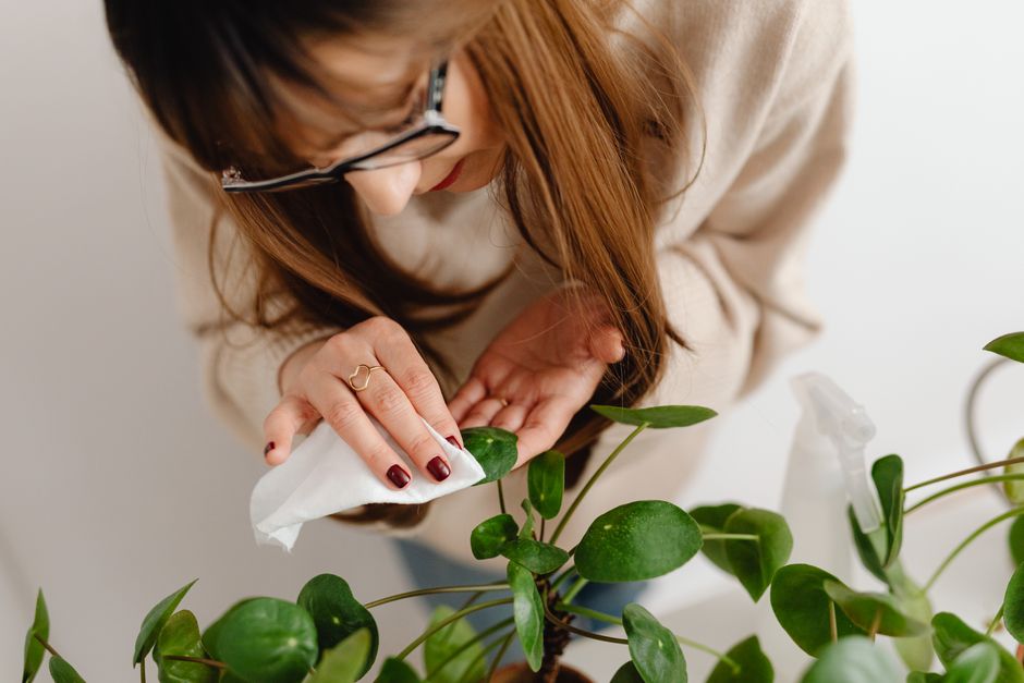My Golden Rules for Thrips, Spider Mites & Gentle Pest Treatments That Never Let Me Down