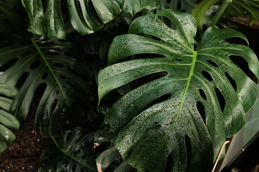 My Step-by-Step Blueprint for Monstera, Philodendron & Anthurium Care