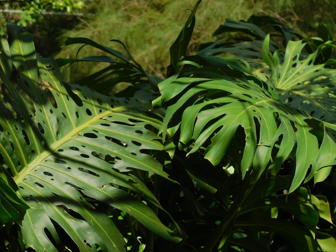 The Best Tools & Supplies I Actually Use for Monstera, Philodendron & Anthurium Care