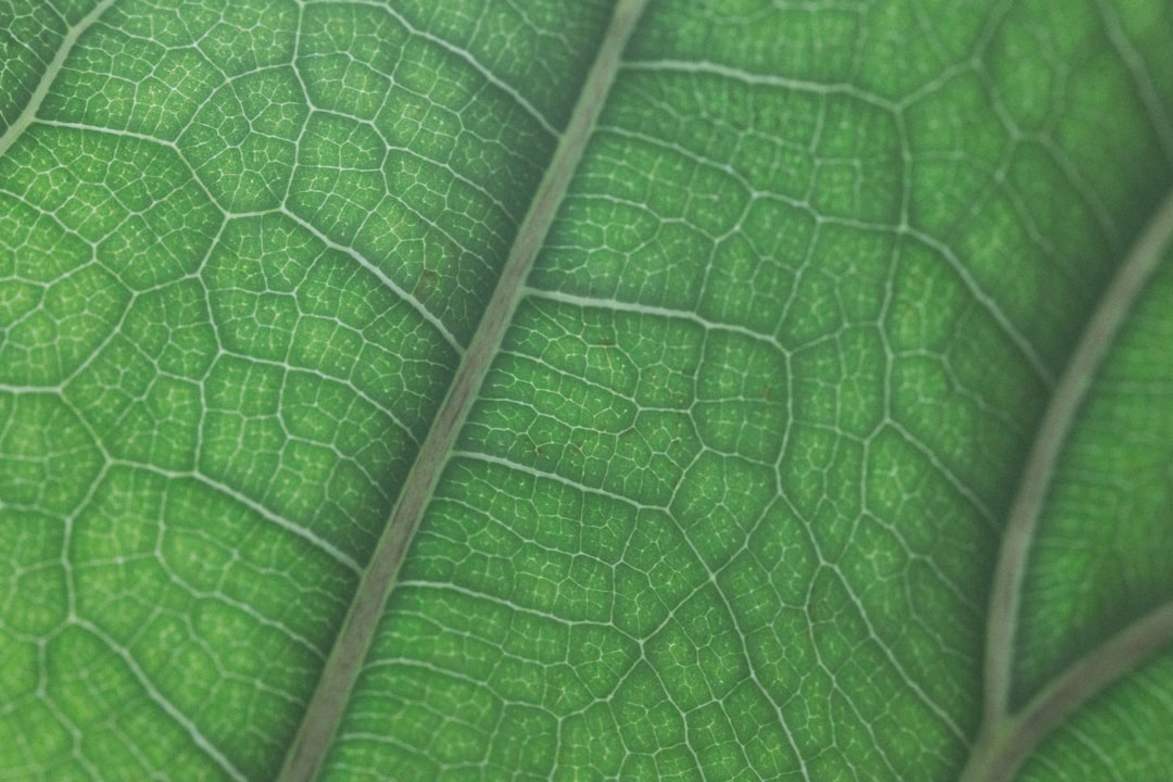 The Best Tools & Supplies I Actually Use for Thrips, Spider Mites & Gentle Pest Treatments