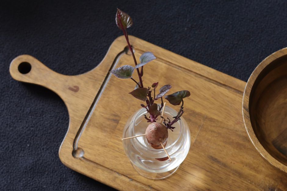 The Best Tools & Supplies I Actually Use for Water Propagation, Lecca & Root Rescue
