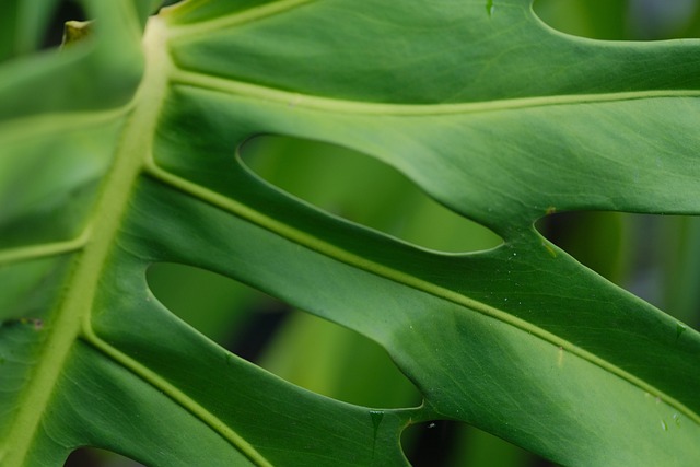 Troubleshooting Monstera, Philodendron & Anthurium Care : Diagnosing and Fixing Problems