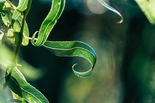 Troubleshooting Thrips, Spider Mites & Gentle Pest Treatments : Diagnosing and Fixing Problems