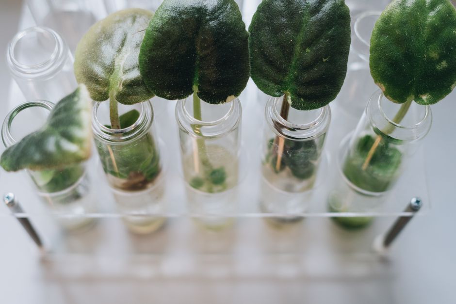 Water Propagation, Lecca & Root Rescue vs Alternatives : My Honest Hands-On Comparison